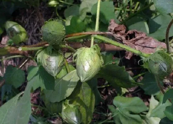 种植管理|棉花的生长周期是多长时间