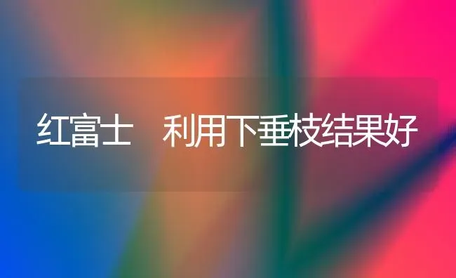 红富士 利用下垂枝结果好 | 瓜果种植