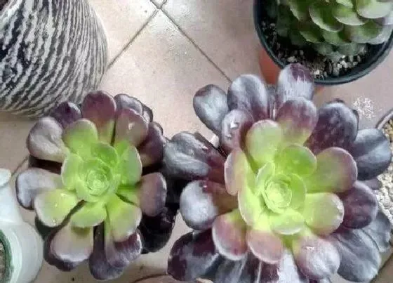 种植土壤|紫羊绒配土方法与种植土壤
