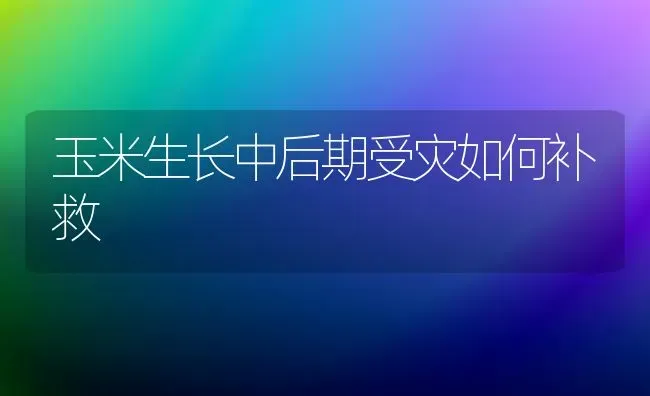 玉米生长中后期受灾如何补救 | 粮油作物种植