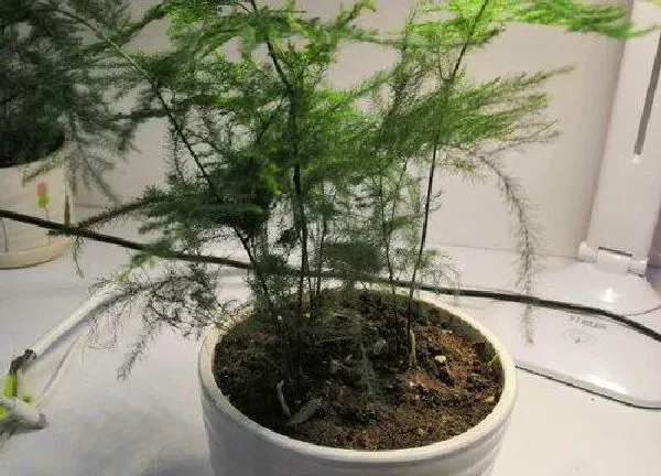 植物浇水|文竹多少天浇一次水