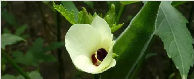 秋葵种植时间及技术要点 | 种植技术