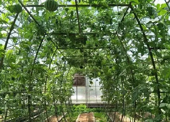 开花时间|西瓜种植多久开花结果 从发芽到开花一般要多久