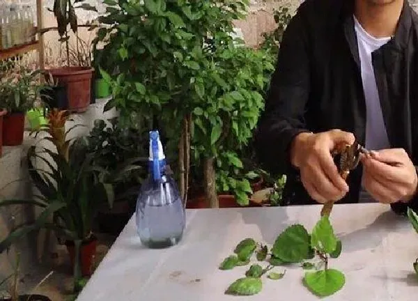 植物扦插|朱瑾几月份扦插最好