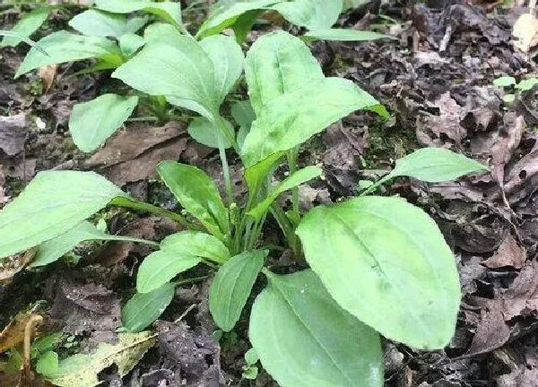 植物发芽|车前草怎么发芽快