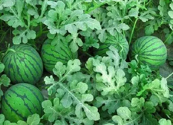 植物种类|无籽西瓜是种子植物吗