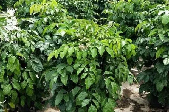 客厅摆放|绿宝树适合放客厅吗 放客厅什么位置好