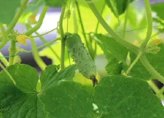 植物育苗|黄瓜的种子怎么育苗，黄瓜种子种植方法与步骤）