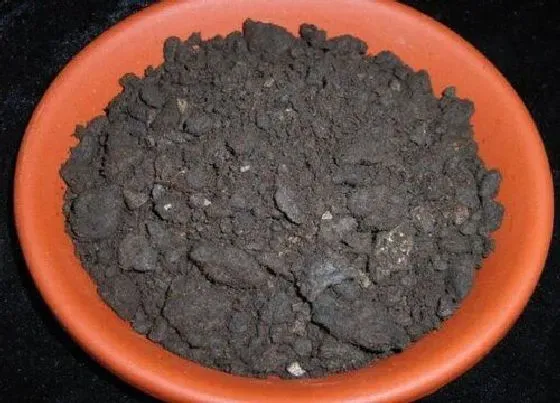 种植土壤|泥炭土可以种兰花吗
