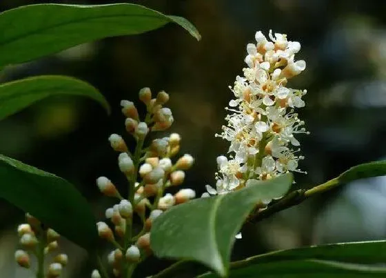 植物百科|桂花是单性花还是双性花