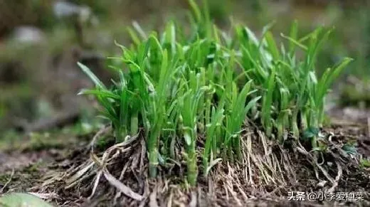 种植管理|韭菜根移栽应该几颗，韭菜几个老根栽植在一起长得好）