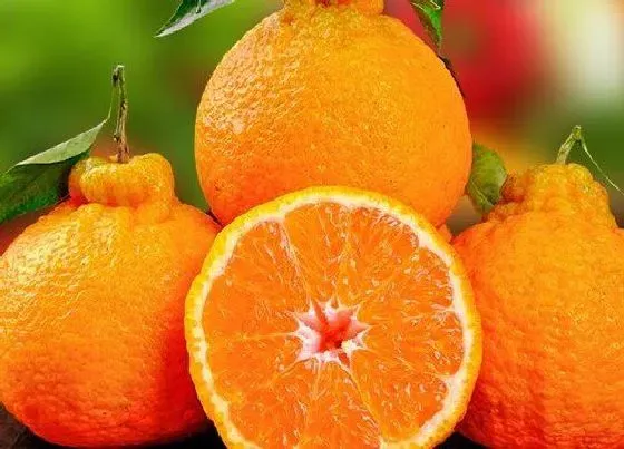 食用常识|丑橘含糖量高吗