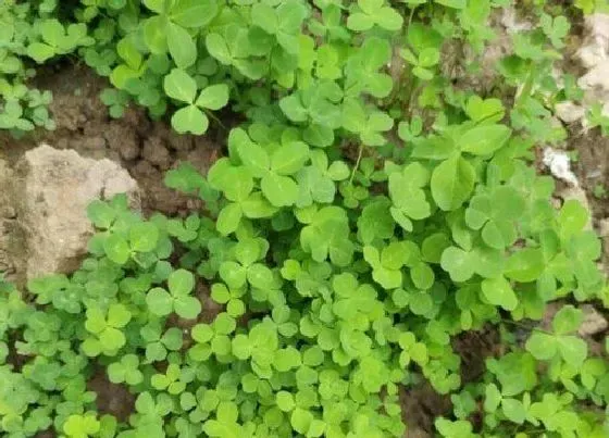 种植土壤|三叶草配土方法与种植土壤