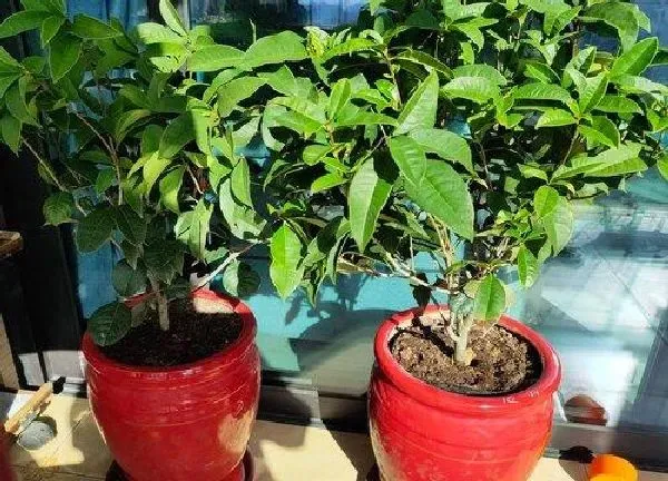 植物移栽|四季桂花什么时候换盆最好（盆栽桂花换盆后养护注意什么）