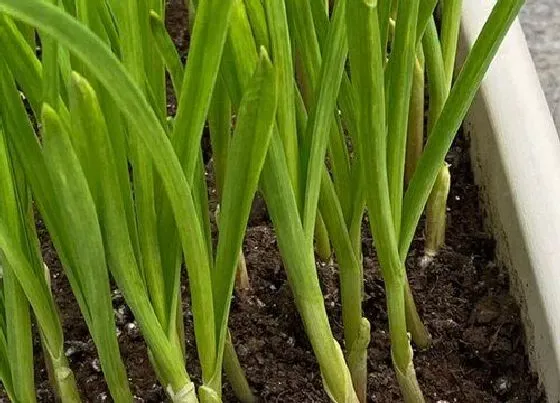 种植土壤|大蒜适合什么土壤种植