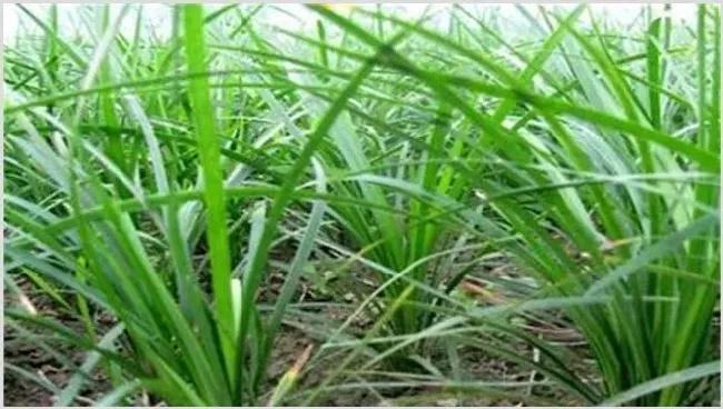 麦冬的种植条件 | 农业科普