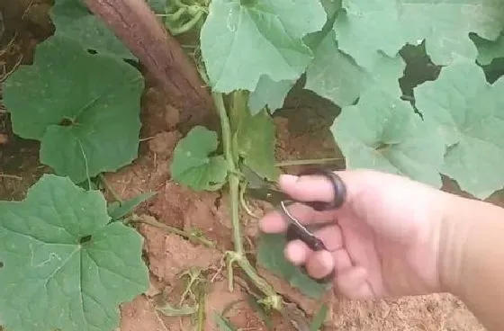种植管理|丝瓜打顶时间及方法步骤(图解)