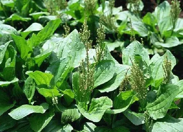 植物发芽|车前草怎么发芽快