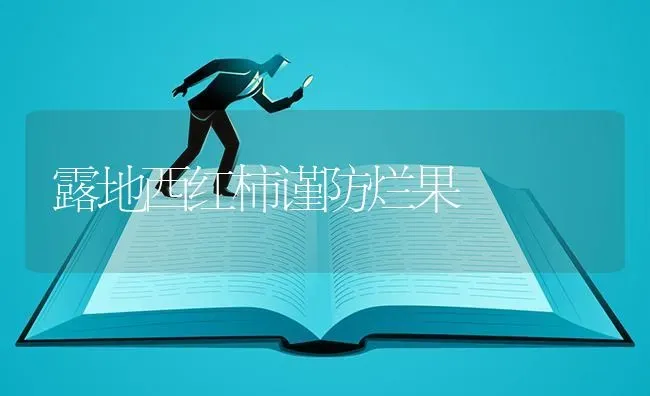 露地西红柿谨防烂果 | 瓜果种植