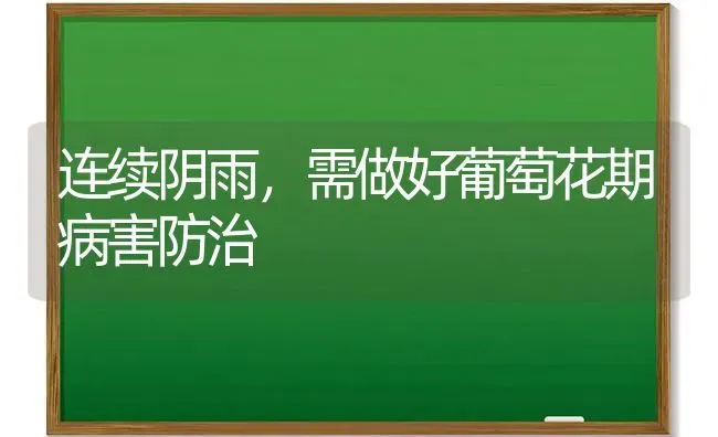 连续阴雨，需做好葡萄花期病害防治 | 瓜果种植