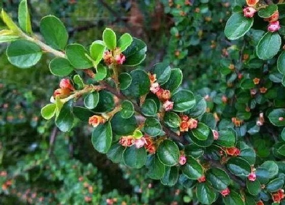 冬天植物|平枝栒子冬天会冻死吗