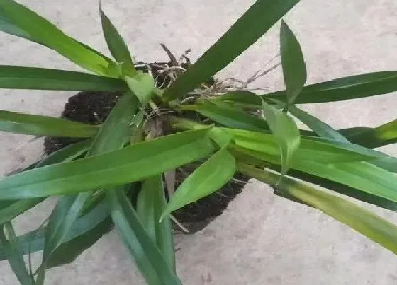 植物香味|虎头兰有香味吗