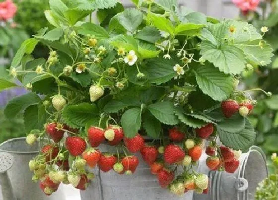 植物百科|草莓又叫什么名字