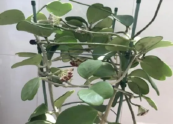 植物种类|球兰花品种名称及图片（最漂亮香味好闻的球兰品种）