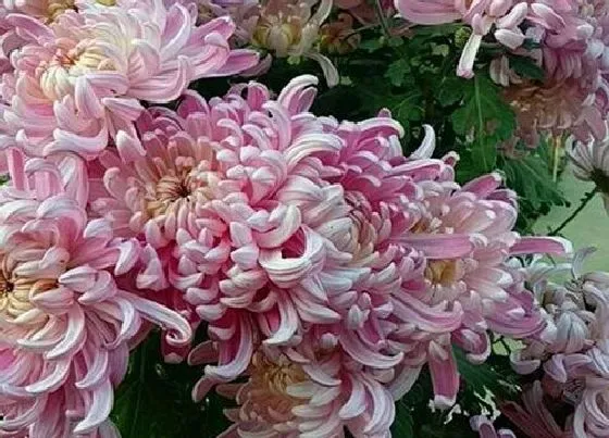 冬天植物|盆栽菊花冬天会冻死吗