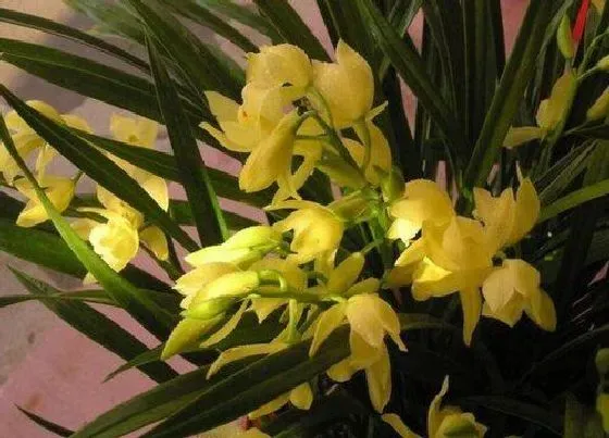 植物寓意|兰花的品质和精神