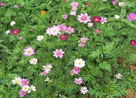 植物修剪|波斯菊幼苗徒长怎么办