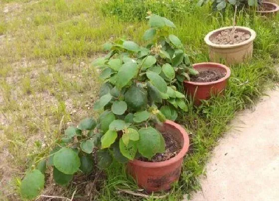 种植土壤|猕猴桃适合什么土壤种植