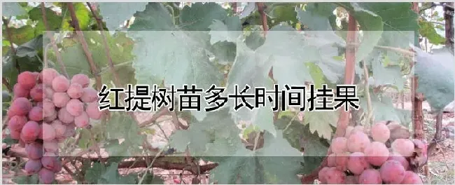 红提树苗多长时间挂果 | 农业科普