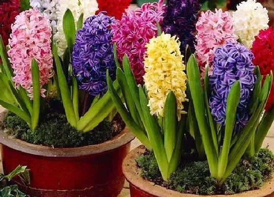 种植管理|风信子什么时候种植最好