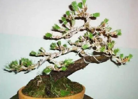 种植土壤|黑松盆景配土方法与种植土壤