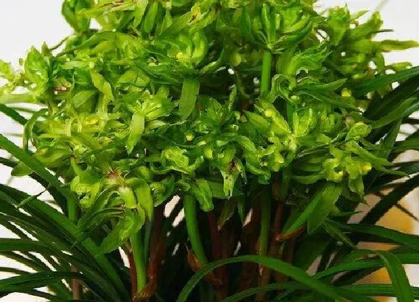 养殖方法|花开富贵怎么养长的好