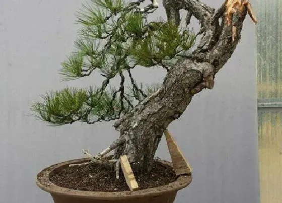 种植土壤|黑松盆景配土方法与种植土壤