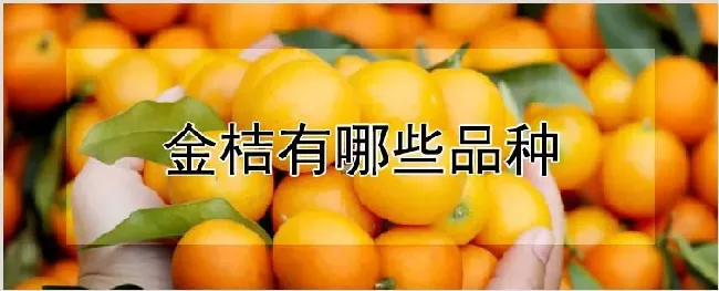 金桔有哪些品种 | 养殖技术