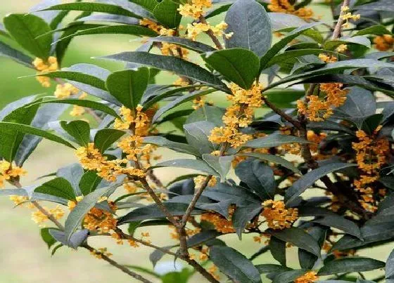 冬天植物|桂花树抗冻吗