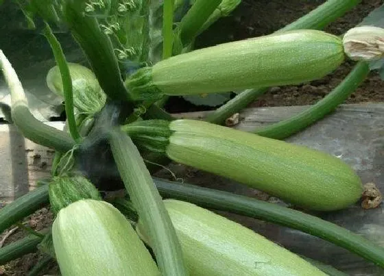 食用常识|葫芦瓜发苦还能吃吗