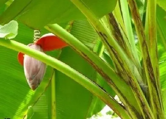 果实成熟|芭蕉多久成熟 从开花到成熟要几个月