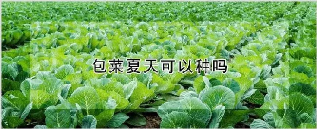 包菜夏天可以种吗 | 耕种资料