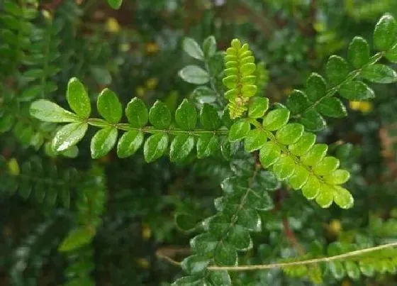 植物播种|驱蚊草什么时候播种最好