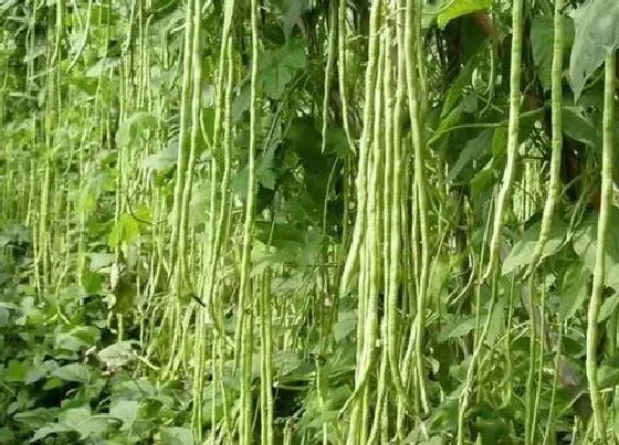 植物施肥|豆角用什么肥料效果好，种植豆角结果期需要什么叶面肥）