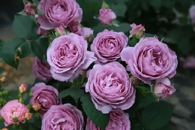 植物种类|丰花月季有哪些品种（大花浓香丰花又耐寒月季品种介绍）