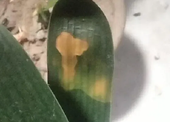 植物虫害|君子兰花长虫子怎么办