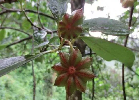 果实成熟|八角采摘时间和收获季节