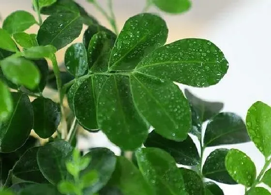 种植土壤|九里香可以地栽吗