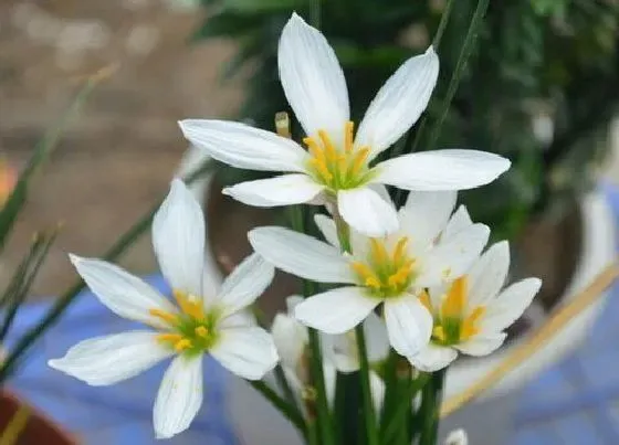 不开花|风雨兰为什么不开花