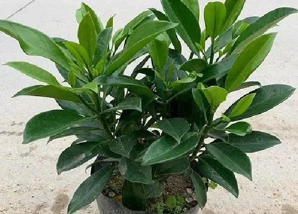植物移栽|非洲茉莉什么时候换盆好